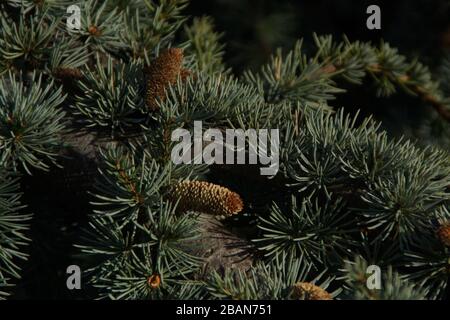 A christmas tree Stock Photo