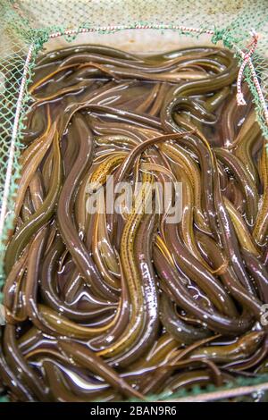 Live eel for sale at a local seafood market , Shanghai, China