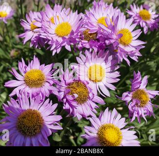 A beautiful grouping of mountain purple daisies growing in the high elevations of Montana's rocky mountains. Stock Photo