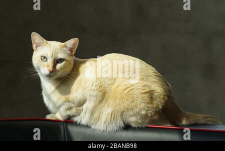 Portrait of a cream colored short hair cat lounging on a black and red couch. Stock Photo