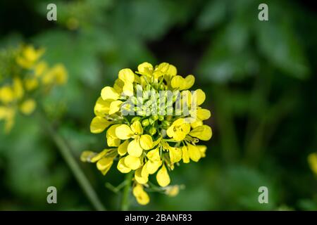 Close-up of yellow flowers of the Sinapis arvensis plant, blurred background Stock Photo