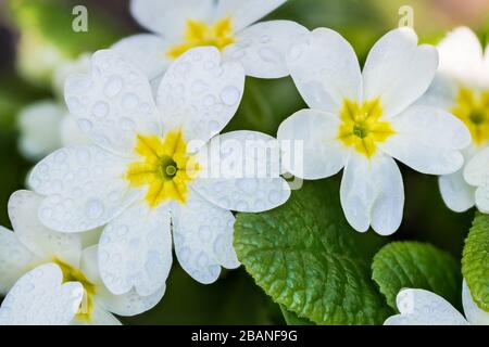 Wet white cowslip primrose flowers group with water drops, yellow core and green leaves. Primula veris. Flowering perennial herb. Spring rainy weather. Stock Photo