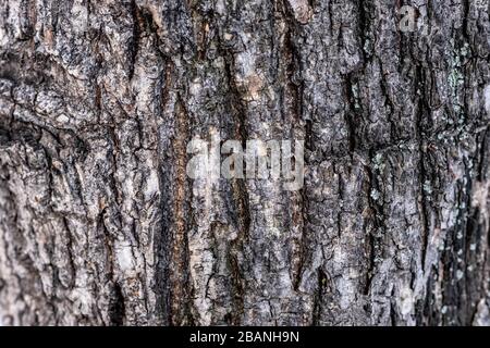 Wood texture in Georgia Stock Photo