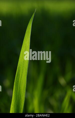 Green spring grass stem on blured background vertical Stock Photo