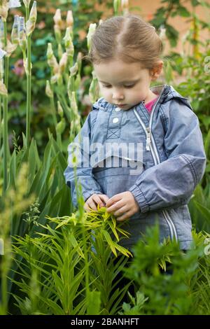 Curious three years old blonde girl touching garden plants Stock Photo