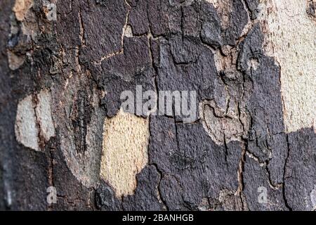 Wood texture in Georgia Stock Photo
