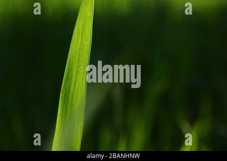 Spring green grass stem on blured background Stock Photo