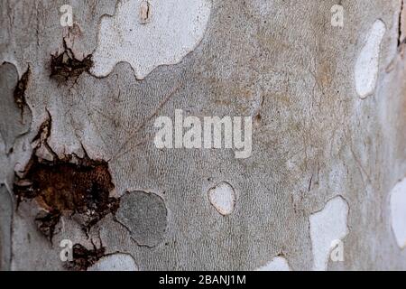 Wood texture in Georgia Stock Photo