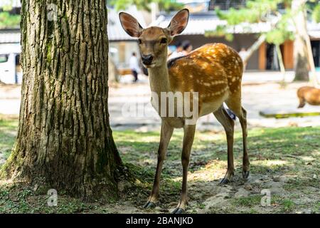 A deer posing in front of camera at Nara Park, Japan Stock Photo