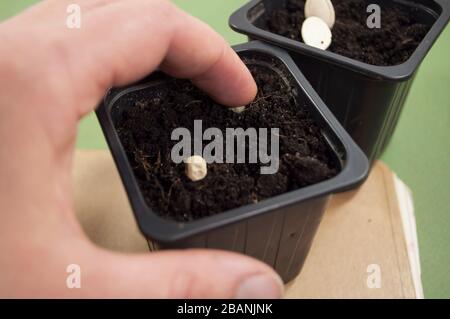 can see the hand of a person planting a pumpkin seed in a black pot, two plastic containers with soil and pea seeds are visible Stock Photo