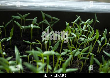 beginning growing pepper seedlings in a plastic container, close up. Only cotyledons are visible in the first week of its growth Stock Photo
