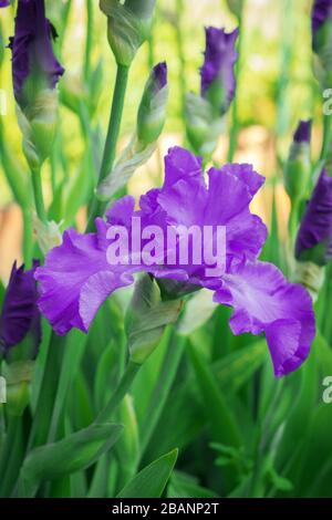Bright purple spring iris flowers side view Stock Photo