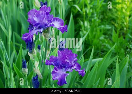 Bright purple spring iris flowers side view Stock Photo