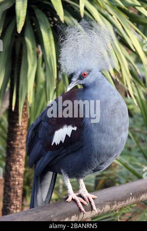 Victoria Crowned Pigeon Stock Photo