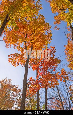 Color Transitions Against a Blue Sky in the  Louis M Groen Nature Preserve in Johannesburg, Michigan; Stock Photo