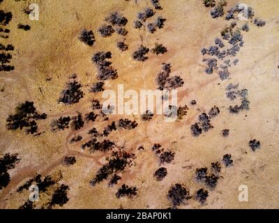 Aerial of trees on the Bulloo River flood plain during an extended drought near Thargomindah Bulloo Shire Queensland Australia Stock Photo