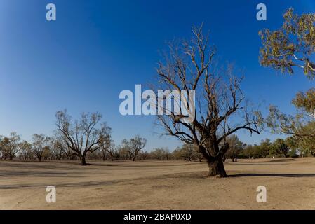 The Dig Tree at the waterhole of Burke and Wills fame Coopers Creek ...