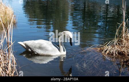 Beautiful swan gazing at its reflection in the water Stock Photo