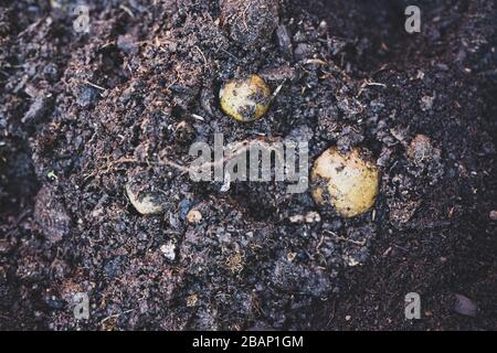 growing vegetables and herbs in your backyard, big pot with potato sprouts getting planted Stock Photo