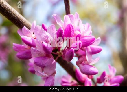 Closeup of a flowering Eastern Redbud tree in dappled sunlight. Stock Photo