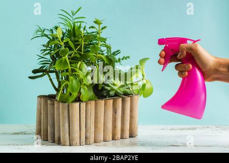 Woman gardeners spraying plant. Care for home plants. Water falls on the leaves leaving drops Stock Photo