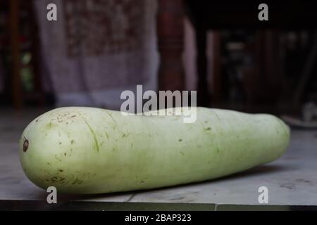 fresh green Creeper of bottle guard with  white background Stock Photo