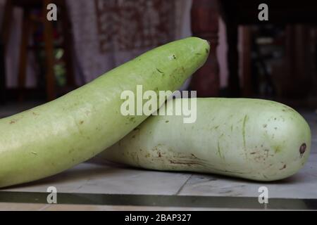 fresh green Creeper of bottle guard with  white background Stock Photo