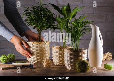 Concept of home garden. Girl puts on the table wicker peas with a houseplant. Stock Photo