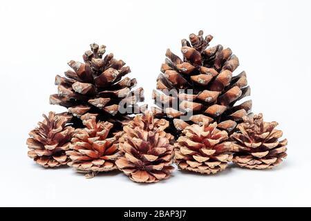 horizontal view of a set of pinecones, two large and five smaller, isolated on white background Stock Photo