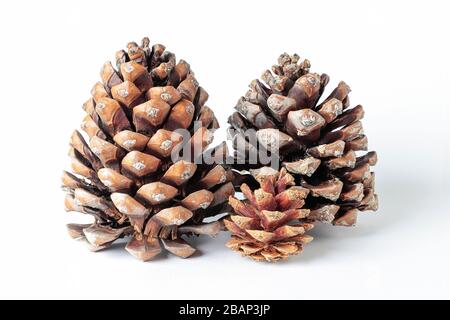 horizontal view of a set of pinecones, two large and one smaller, isolated on white background Stock Photo