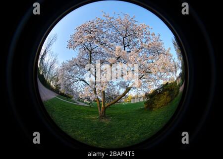 Ultra wide circular fisheye view of a blooming tree in a park in Dusseldorf Stock Photo