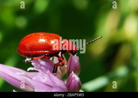 Red beetle Lilioceris merdigera, sitting on a leaf Stock Photo