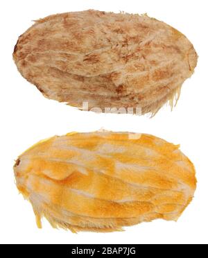 Two dry seed bones from tropical mango fruit isolated on white macro Stock Photo
