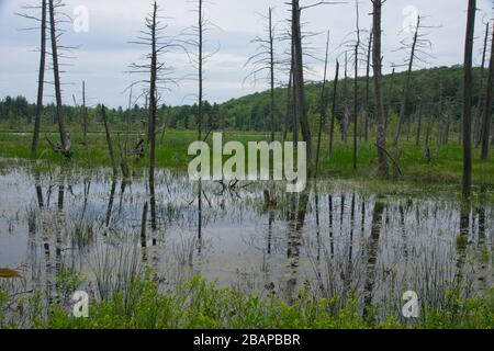 Beaver pond in the Catskill Mountains NY Stock Photo