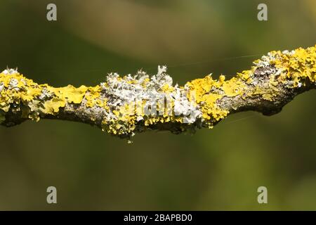 Pretty yellow and green Lichen growing on a branch of a tree in the UK in spring. Stock Photo