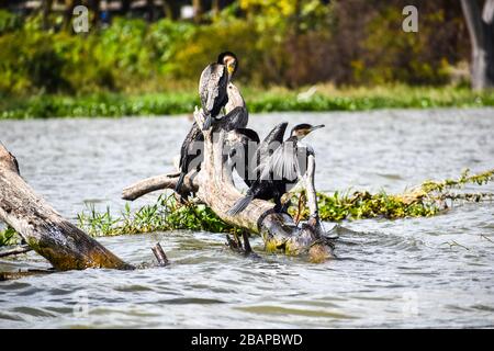 Great cormorants perched on a dead tree. Stock Photo