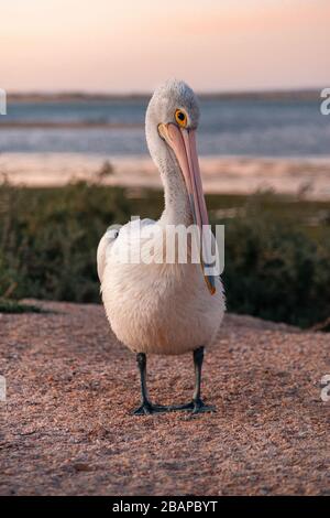 Pelicans at sunset in Venus Bay in South Australia Stock Photo