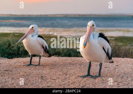 Pelicans at sunset in Venus Bay in South Australia Stock Photo