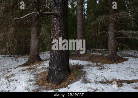 Landscape. Dense forest in early spring and traces of thaw. With a pine tree burned after the fire in the foreground. Stock Photo