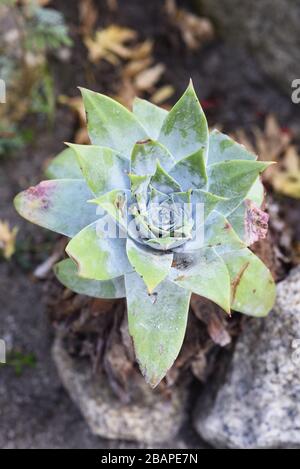 Dudleya brittonii, Crassulaceae. Commonly known as 'live-forever' plants, Dudleya species have been known to live up to 100 years. Althought they appe Stock Photo