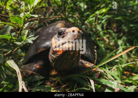 A wild red-footed tortoise hiding in the bushes on the island of Sint Maarten / Saint Martin Stock Photo