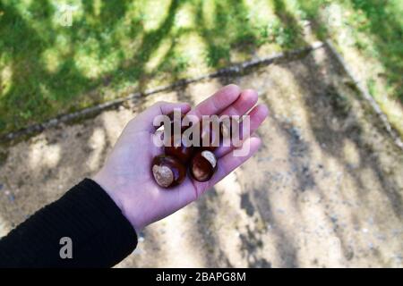 Fresh chestnuts in a women´s hand Stock Photo