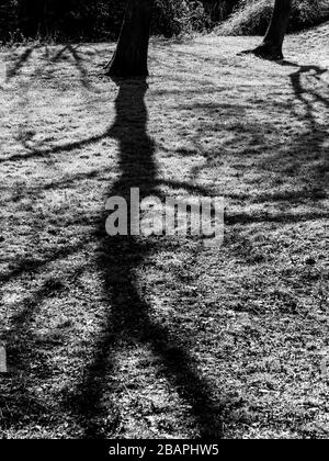 Black and white image of shadow of tree thrown onto grass in Wiltshire, UK. Stock Photo