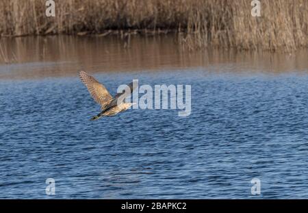 Bittern, Botaurus stellaris, in flight over lake among reed-beds, Ham Wall, Somerset Levels. Stock Photo