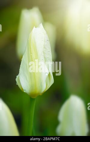 Close up of a White Emperor Tulip in the home garden. Stock Photo