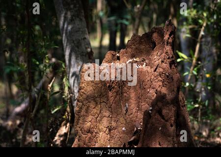 Large termite hill in the middle of the forest Stock Photo