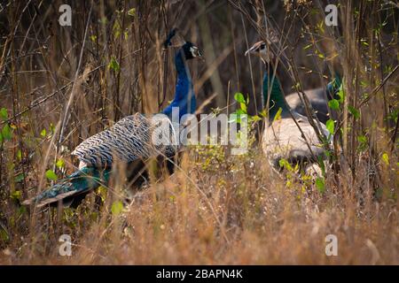 A Peacock and Peahen looking at each other in the bushes Stock Photo