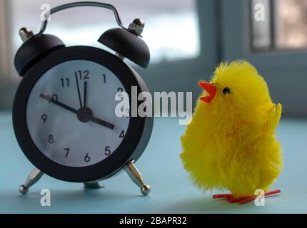 Little fluffy yellow chick close-up. Chick and alarm clock on the wooden table. Stock Photo