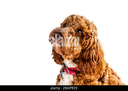 Cockapoo, designer dog, cross bread, red cockapoo, cockerpoo, cute, dog, puppy, puppies, canine, pet, pets, White background, copy space, isolated, Stock Photo