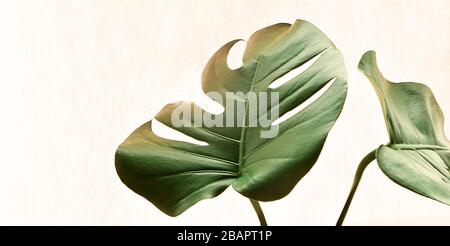 Tropical jungle Monstera leaves isolated on pink background. Stock Photo